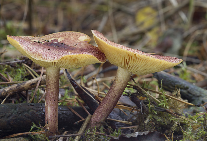 Tricholomopsis rutilans